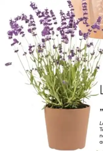 BayWa Bau & Garten Lavendel Munstead Angebot