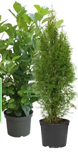 BayWa Bau & Garten Kirschlorbeer Angebot