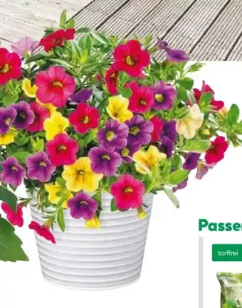 BayWa Bau & Garten Calibrachoa Trio Angebot