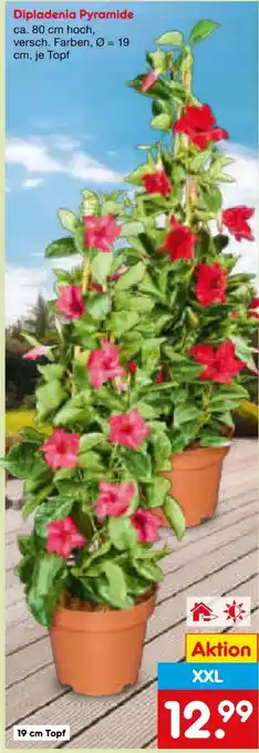 Netto Marken-Discount Dipladenia Pyramide XXL Angebot