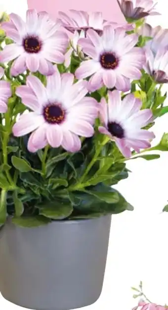 BayWa Bau & Garten Kapkörbchen Angebot