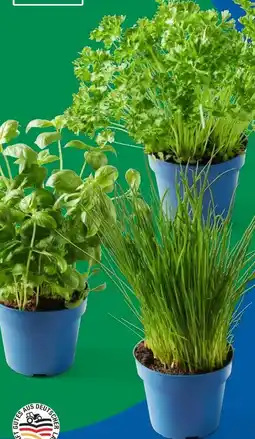 Lidl Bio Topfkräuter Angebot