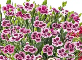 BayWa Bau & Garten Prinzess-Nelke Angebot