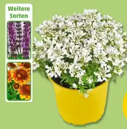 PENNY Stauden Angebot