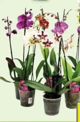 Edeka Orchideen Phalaenopsis Angebot