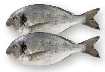 Scheck-in-Center Dorade Royale Angebot