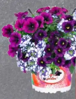 Edeka Beetpflanzen-Mix Angebot