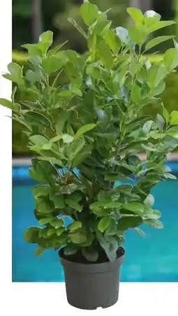 Hellweg Kirschlorbeer Angebot