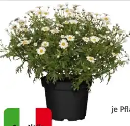 Globus Baumarkt Margeriten Busch Angebot