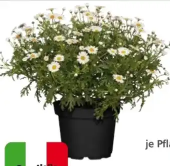 Globus Baumarkt Margeriten Busch Angebot