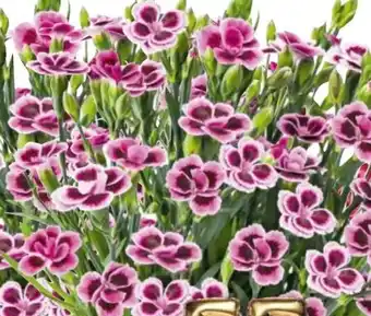 Hellweg Prinzess-Nelke Angebot