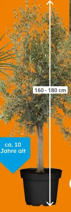 Globus Baumarkt Olivenbaum Angebot