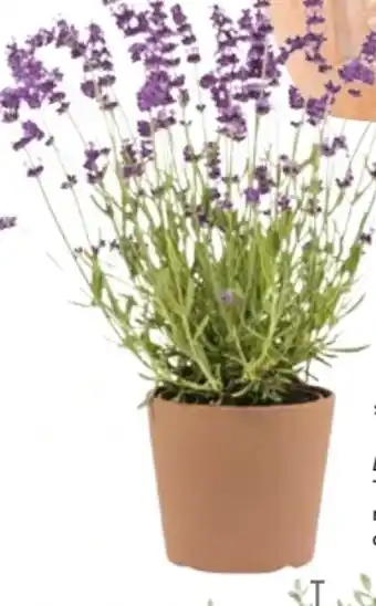 Hellweg Lavendel Munstead Angebot