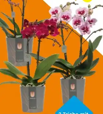 Globus Baumarkt Orchidee Angebot