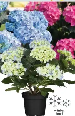 Globus Baumarkt Hortensien Angebot