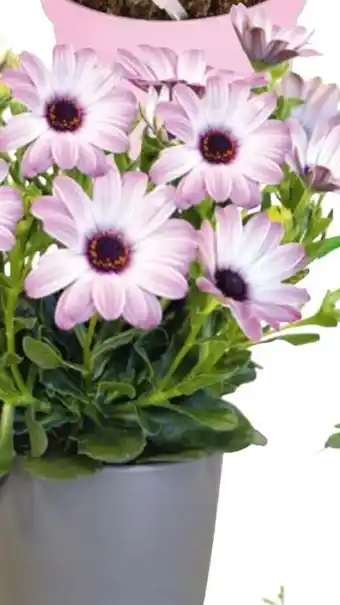 Hellweg Kapkörbchen Angebot