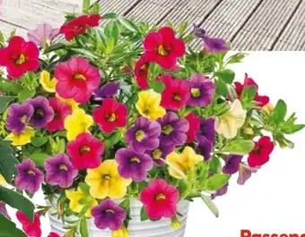 Hellweg Calibrachoa Trio Angebot