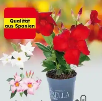 Globus Baumarkt Dipladenie Angebot