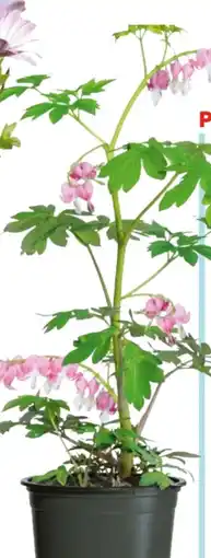 Hellweg Tränendes Herz Angebot