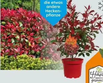 Globus Baumarkt Glanzmispel Angebot