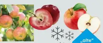 Globus Baumarkt Bio-Obstbäume Angebot
