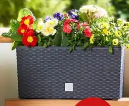 PENNY Prosperplast Blumenkasten Rato Case Angebot