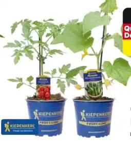 Globus Baumarkt Veredelte Tomatenpflanzen Angebot