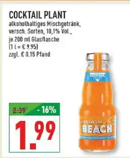 Marktkauf Cocktail plant sex on the beach Angebot
