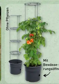 Aldi Nord Gardenline Pflanztopf Angebot