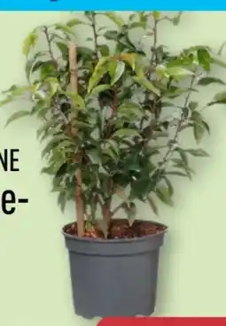 Aldi Nord Gardenline Kirschlorbeer Angebot