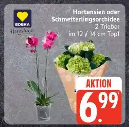 Edeka Hortensien oder Schmetterlingsorchidee Angebot