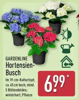 Aldi Nord Hortensien-Busch Angebot