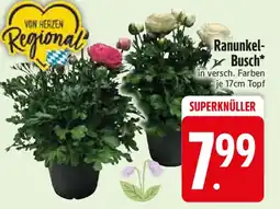 Edeka Ranunkel- Busch Angebot