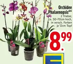 Edeka Orchidee „Phalaenopsis" Angebot