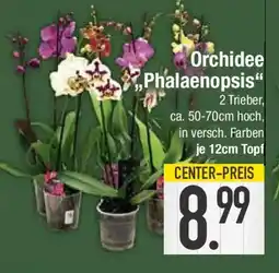 E-Center Orchidee Phalaenopsis'' Angebot