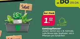 NETTO Gemüsepflanzen 6er-Pack Angebot