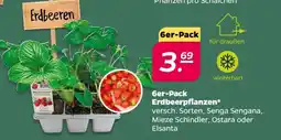 NETTO 6er-Pack Erdbeerpflanzen Angebot