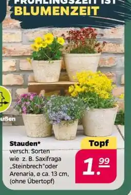 NETTO Stauden Angebot