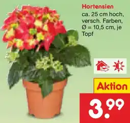 Netto Marken-Discount Hortensien Angebot
