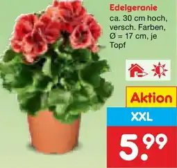 Netto Marken-Discount Edelgeranie Angebot
