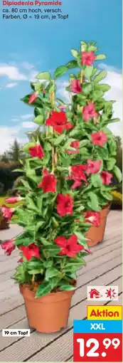 Netto Marken-Discount Dipladenia Pyramide Angebot