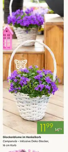 Pflanzen Kölle Glockenblume im henkelkorb Angebot