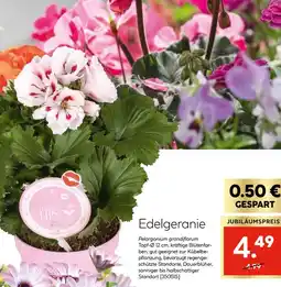 Hellweg Edelgeranie Angebot