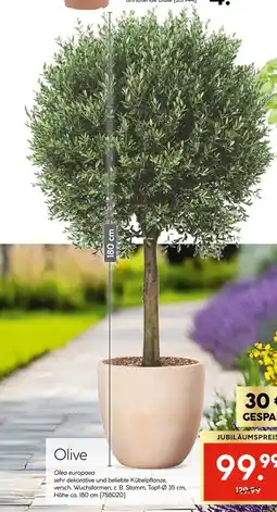 Hellweg Olive Angebot