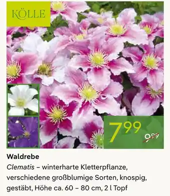 Pflanzen Kölle Kölle waldrebe clematis Angebot