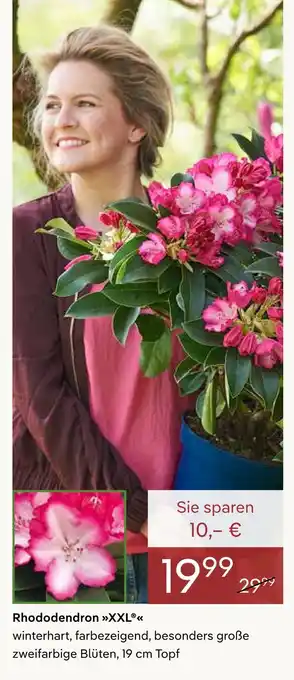 Rhododendron xxl Angebot bei Pflanzen Klle