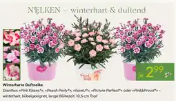 Pflanzen Kölle Winterharte duftnelke Angebot