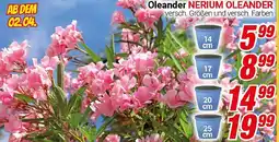 CENTERSHOP Oleander Angebot