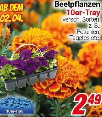 CENTERSHOP Beetpflanzen Angebot