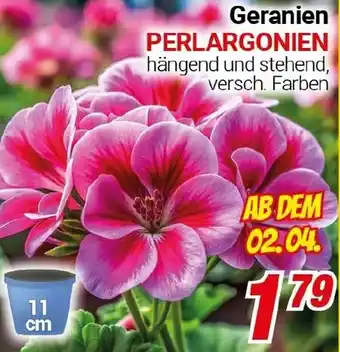 CENTERSHOP Geranien Angebot